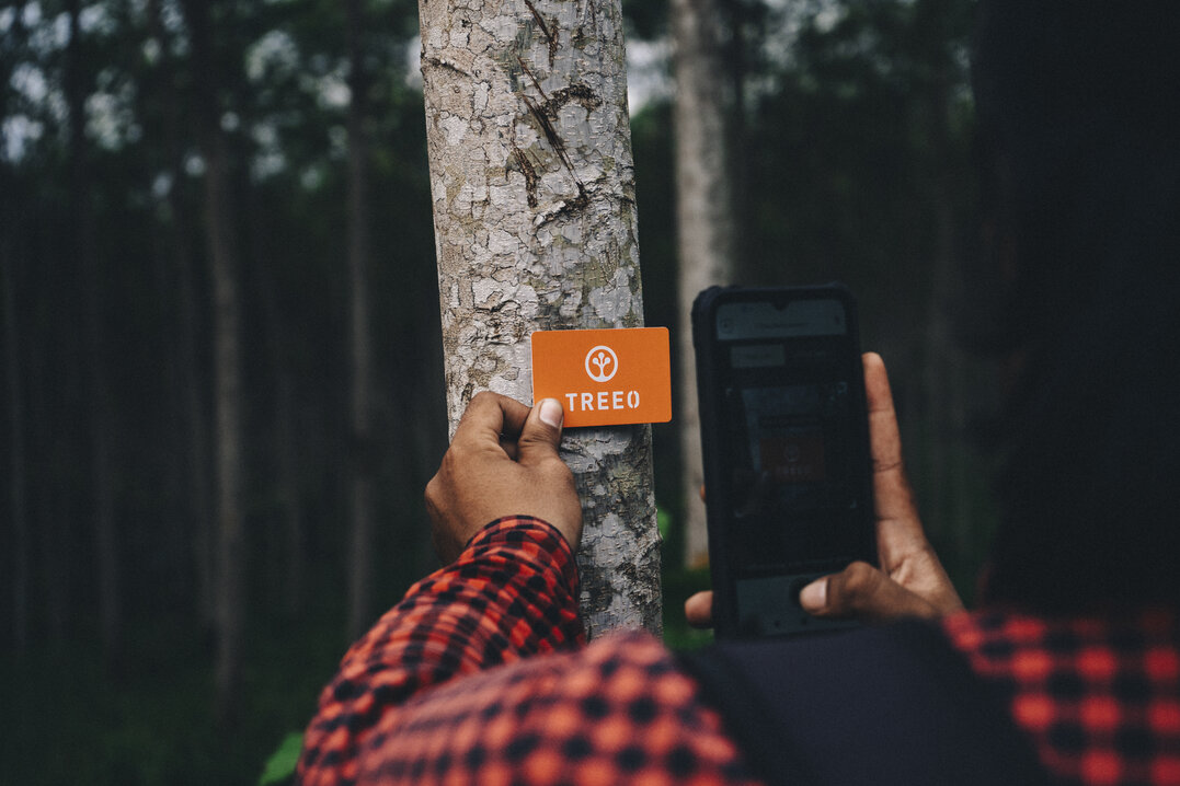 [Translate to Deutsch:] A person holding a phone with the TREEO tree-scanning app and the TREEO card, measuring a tree's diameter at breast height (DBH).